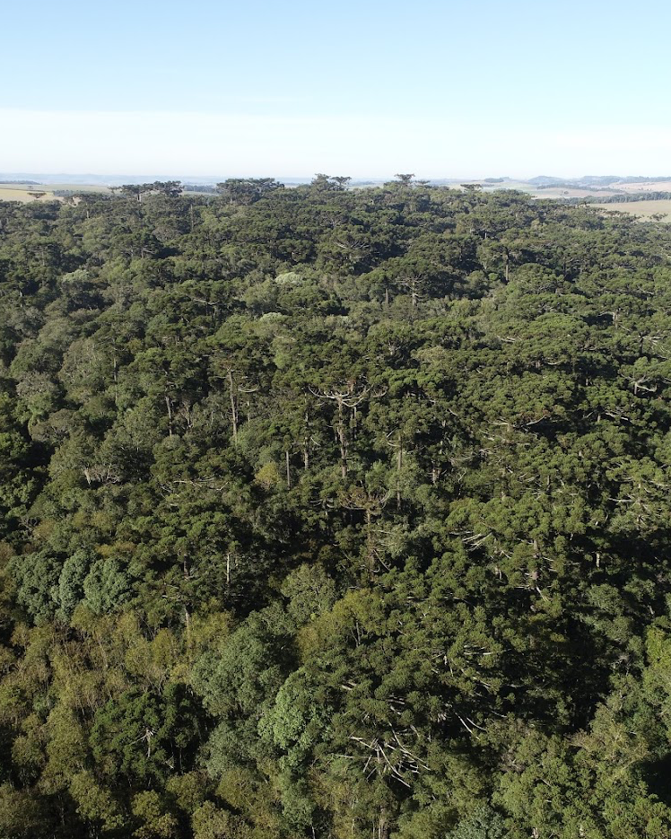 Parque Estadual das  Araucárias