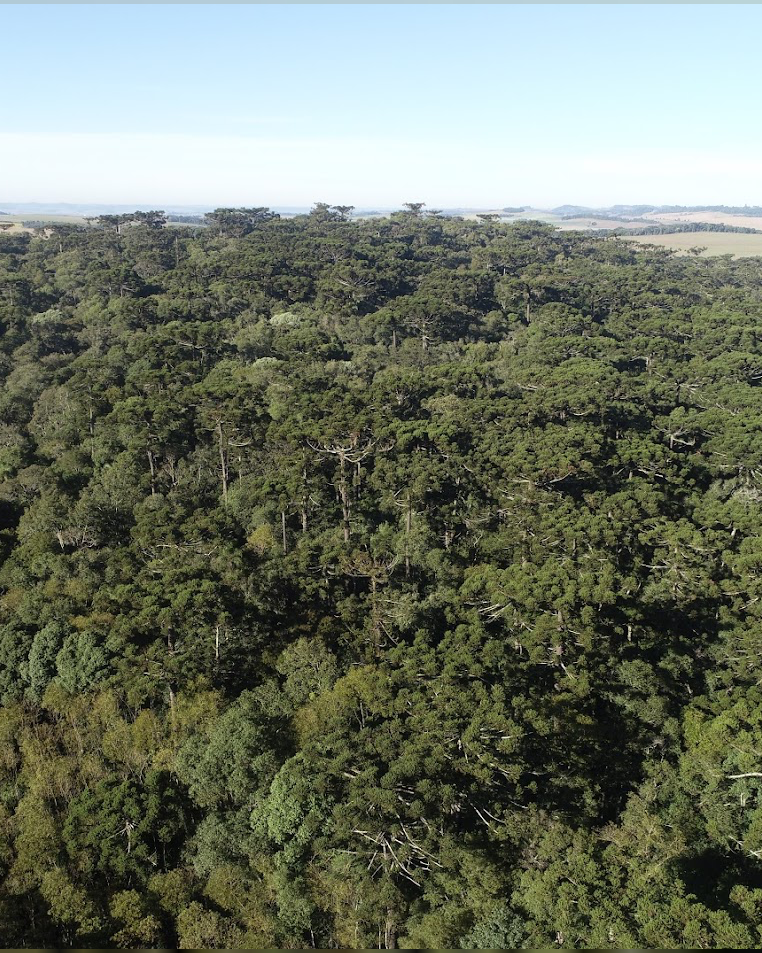 Parque Estadual das  Araucárias
