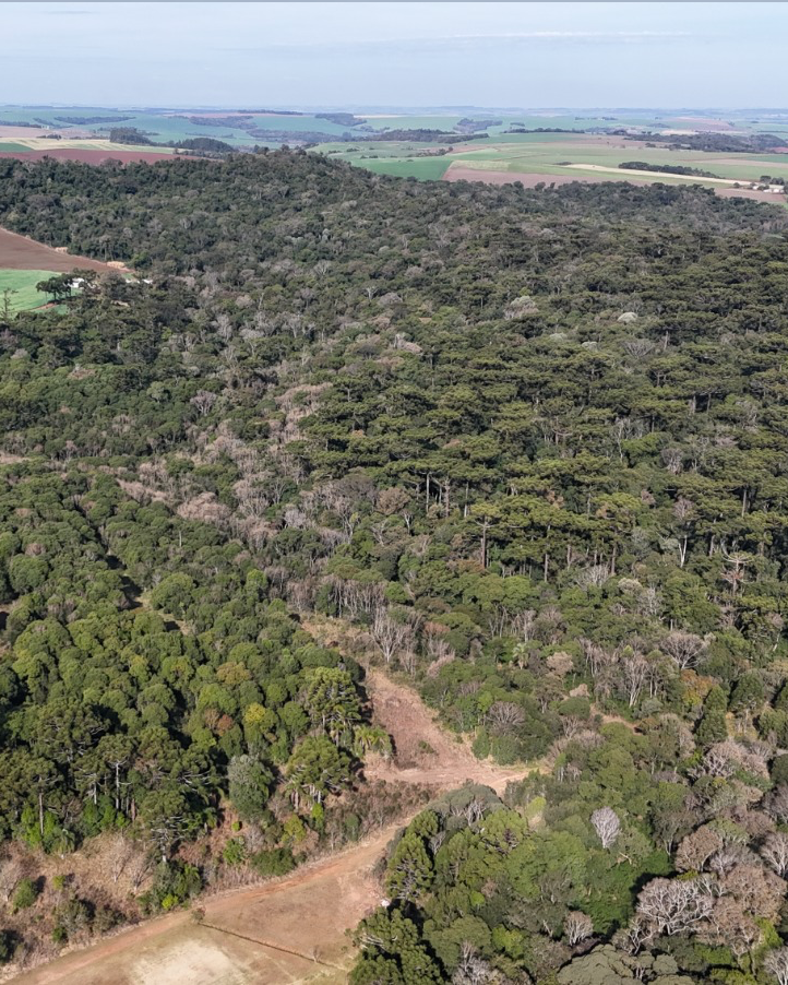 Parque Estadual das  Araucárias