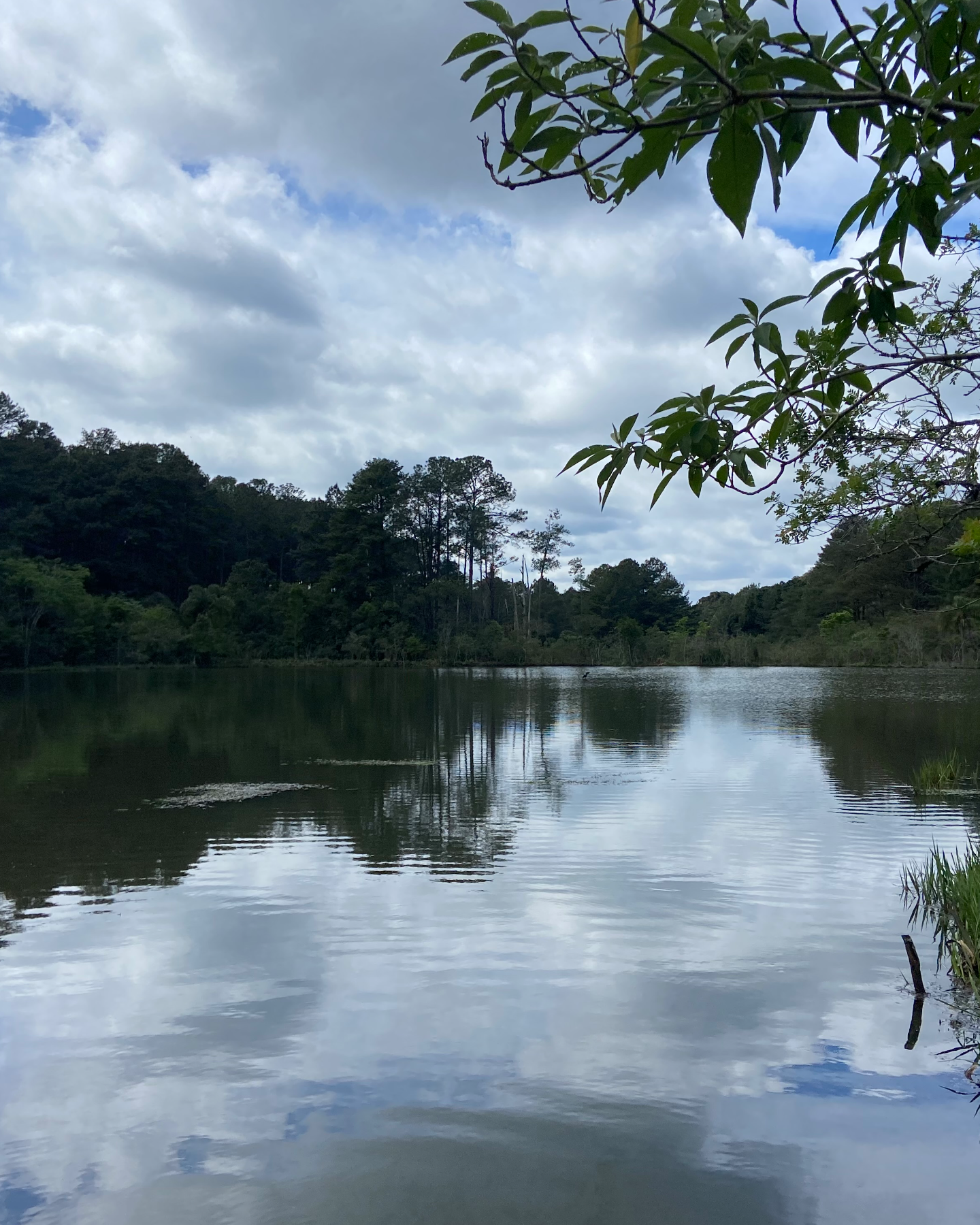 Floresta Nacional de Chapecó 