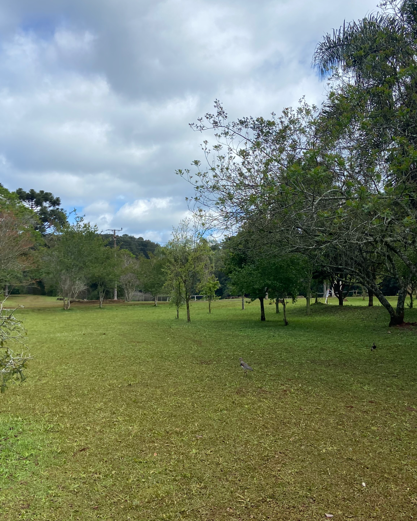 Floresta Nacional de Chapecó 