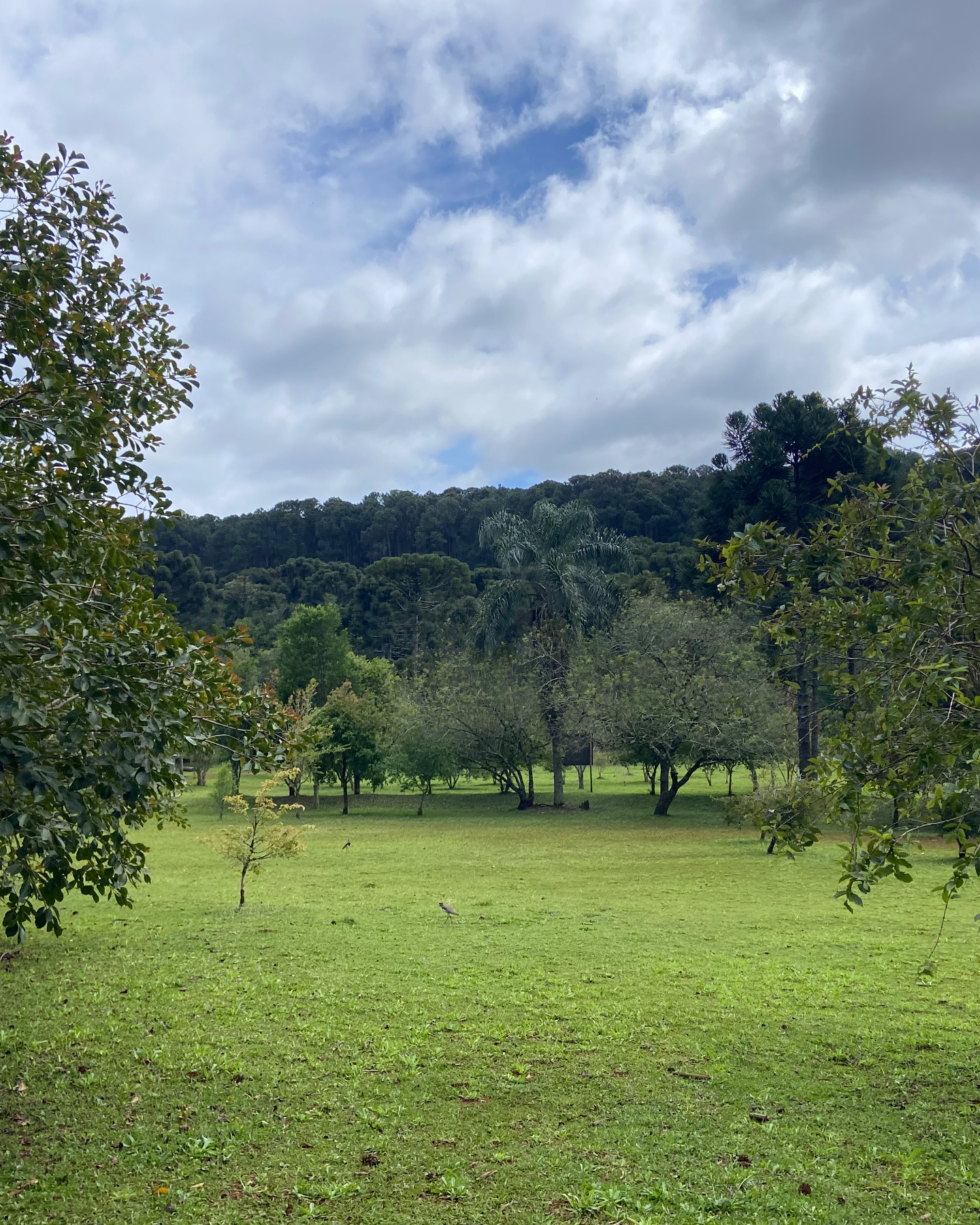Floresta Nacional de Chapecó 