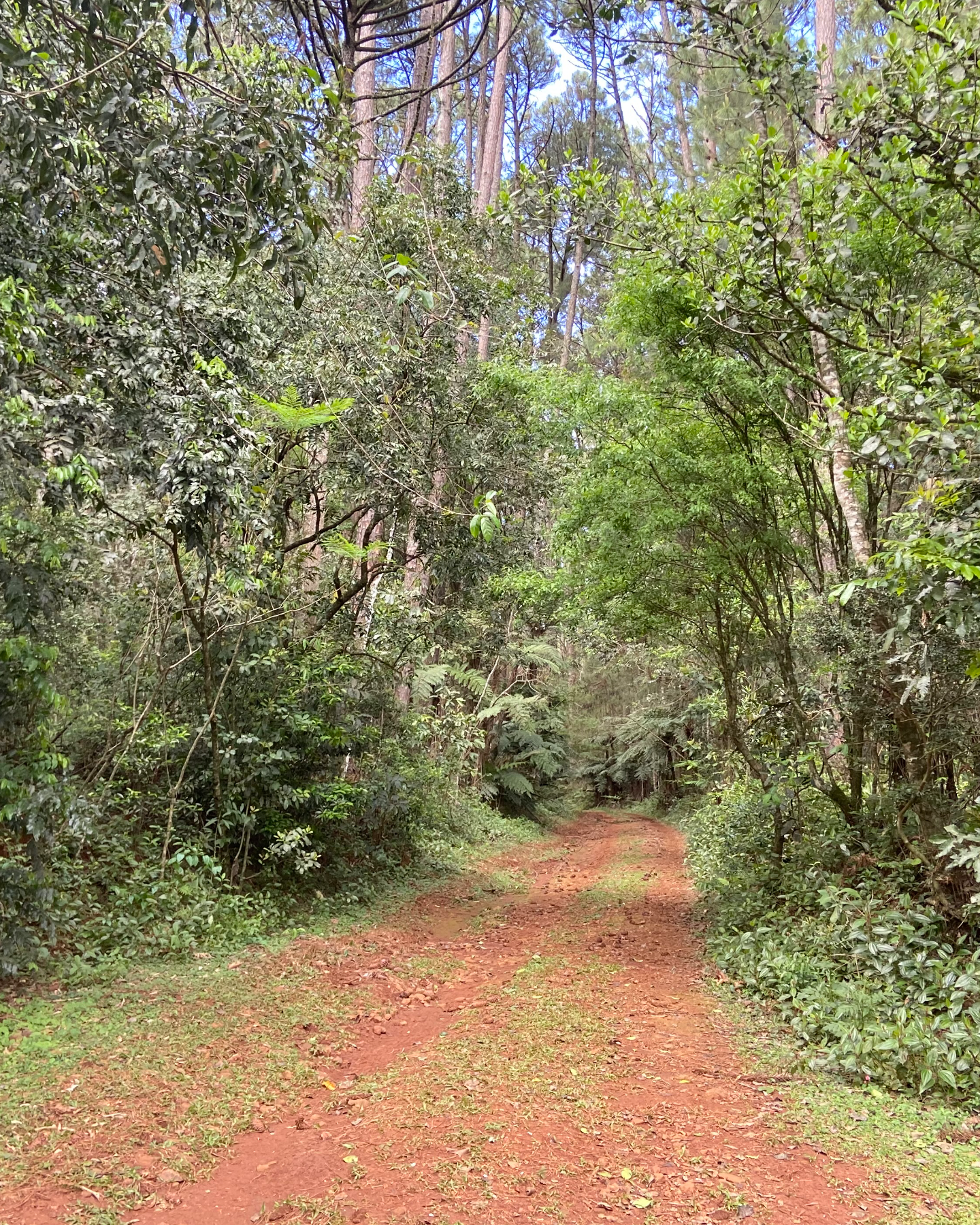 Floresta Nacional de Chapecó 
